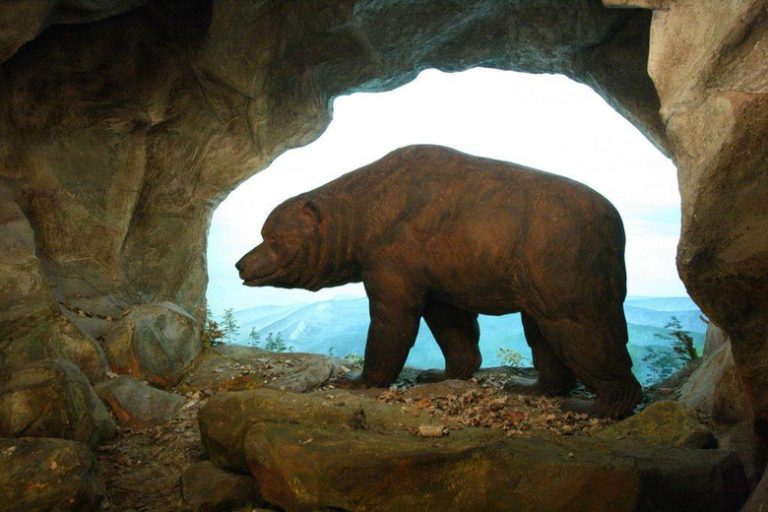 «Εξωση» των αρκούδων των σπηλαίων από τους ανθρώπους πριν 50.000 χρόνια