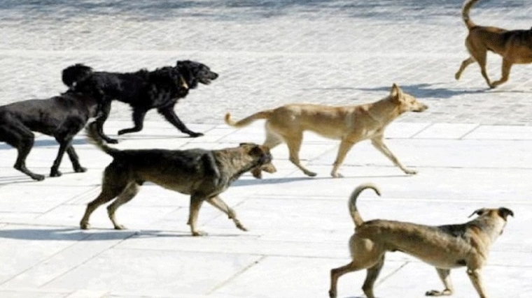 Αδέσποτοι σκύλοι που έφαγαν κρέας μολυσμένων νυχτερίδων, μπορεί να μετέδωσαν αρχικά στους ανθρώπους τον κορονοϊό