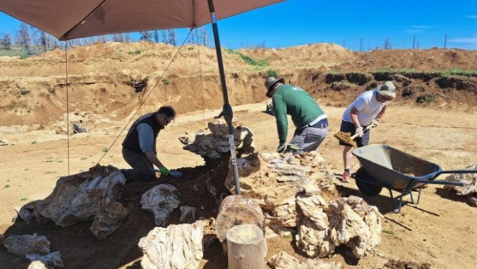 Ανασκαφή, προστασία και ανάδειξη του Απολιθωμένου Δάσους Κερασιάς - DIMOPRASIONGR