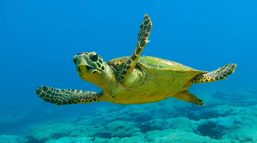 Ρέθυμνο: Εκδήλωση για την προστασία των θαλάσσιων χελώνων