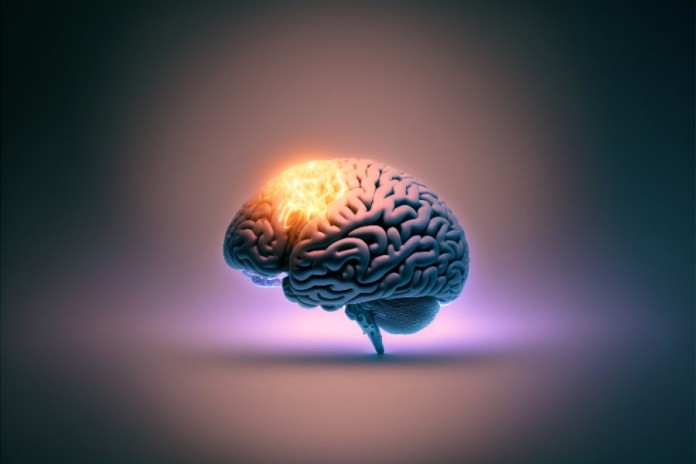 Γιατί συρρικνώνεται ο ανθρώπινος εγκέφαλος ;- dimoprasiongr