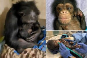 Συγκίνηση προκαλεί η μαμά χιμπατζής σε ζωολογικό κήπο που κρατάει επί τρεις μήνες το νεκρό μωρό της αγκαλιά - dimoprasiongr