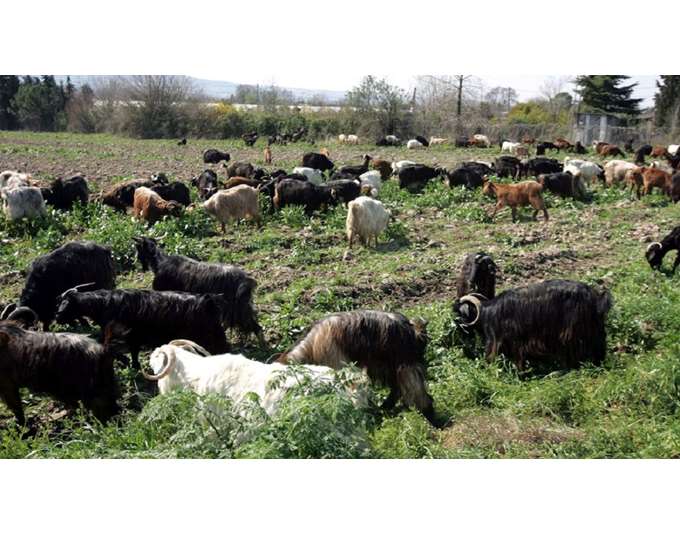 Θανατώθηκαν 14.000 ζώα λόγω πανώλης