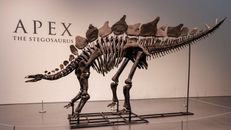 Σε τιμή ρεκόρ πωλήθηκε σε δημοπρασία ο στεγόσαυρος «Apex»