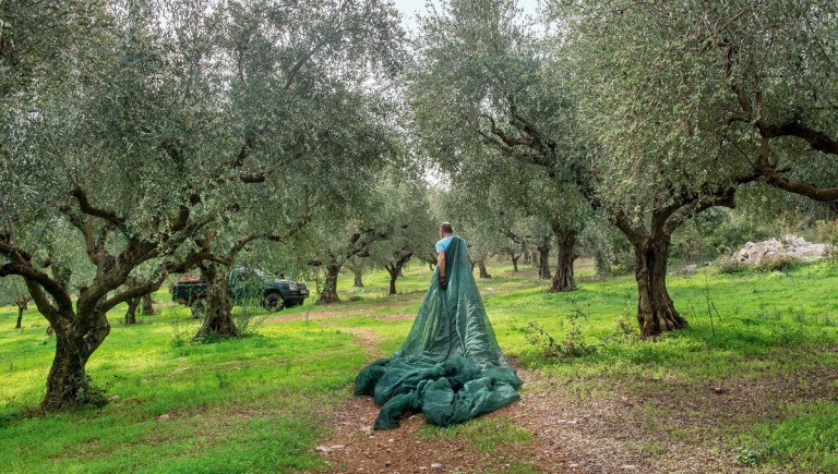 «Όλη η Ελλάδα ένας βιολογικός ελαιώνας» λέει ο κορυφαίος για το 2023 ελαιοπαραγωγός