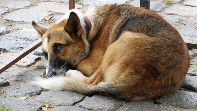 Oι κακοποιητές ζώων πάσχουν από αντικοινωνική διαταραχή προσωπικότητας